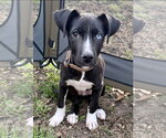 Small Labsky