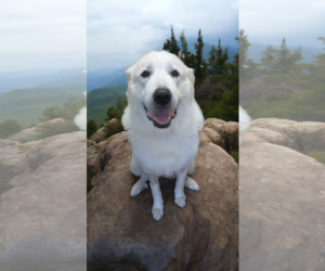 Great Pyrenees Dogs for adoption in Holly Springs, NC, USA