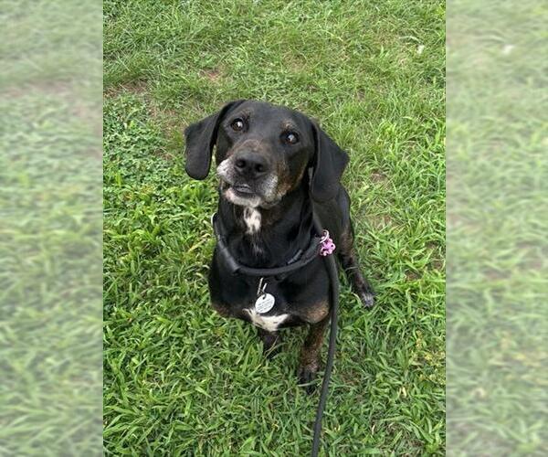 Medium Photo #2 Plott Hound-Unknown Mix Puppy For Sale in Forestville, MD, USA