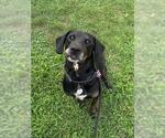 Small #1 Plott Hound Mix
