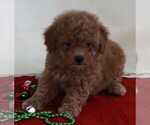 Small Photo #1 Bichpoo-Poodle (Miniature) Mix Puppy For Sale in FREDERICKSBURG, OH, USA
