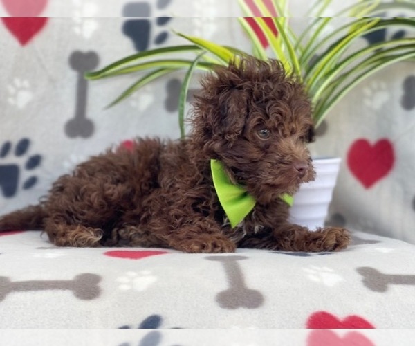 Medium Photo #8 Poodle (Miniature)-Schnoodle (Miniature) Mix Puppy For Sale in LAKELAND, FL, USA