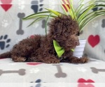 Small Photo #8 Poodle (Miniature)-Schnoodle (Miniature) Mix Puppy For Sale in LAKELAND, FL, USA