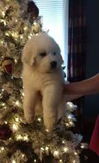 Great Pyrenees Puppy for sale in ROGERSVILLE, TN, USA
