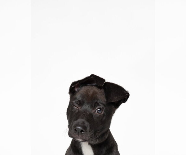Medium Photo #2 American Staffordshire Terrier-Labrador Retriever Mix Puppy For Sale in Holly Springs, NC, USA