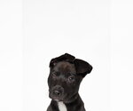 Small #1 American Staffordshire Terrier-Labrador Retriever Mix