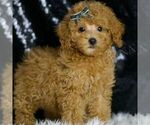 Small #2 Poodle (Toy)