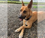 Small #11 Carolina Dog Mix
