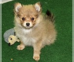 Small #4 Pomeranian