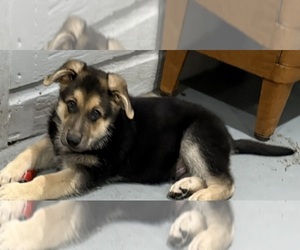 German Shepherd Dog Puppy for sale in BRIGHTON, CO, USA