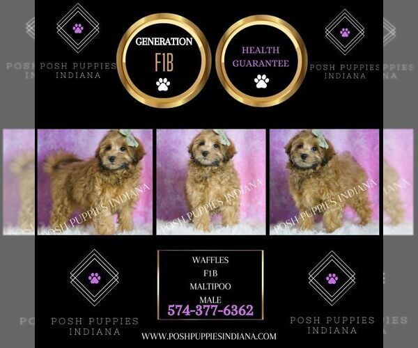 Medium Photo #75 Maltipoo (Miniature) Puppy For Sale in WARSAW, IN, USA