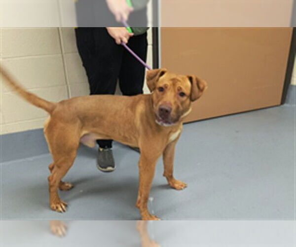 Medium Photo #1 Rhodesian Ridgeback-Unknown Mix Puppy For Sale in Louisville, KY, USA