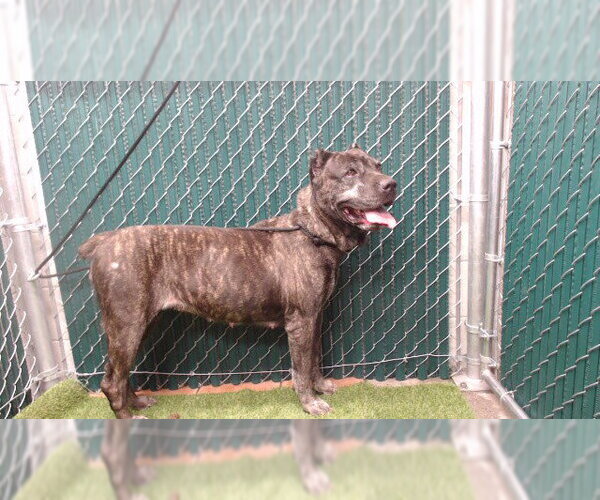 Medium Photo #1 Mutt Puppy For Sale in Downey, CA, USA