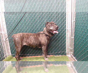 Mutt Dogs for adoption in Downey, CA, USA