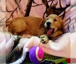 Small Photo #2 Golden Retriever Puppy For Sale in SHICKSHINNY, PA, USA