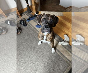 Boxer Dogs for adoption in Woodbury, MN, USA