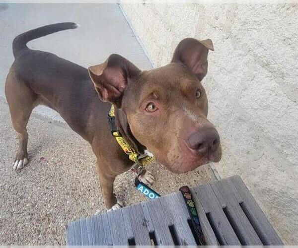 Medium Photo #3 American Staffordshire Terrier-Unknown Mix Puppy For Sale in Grand Prairie, TX, USA