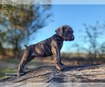 Small #1 Catahoula Leopard Dog