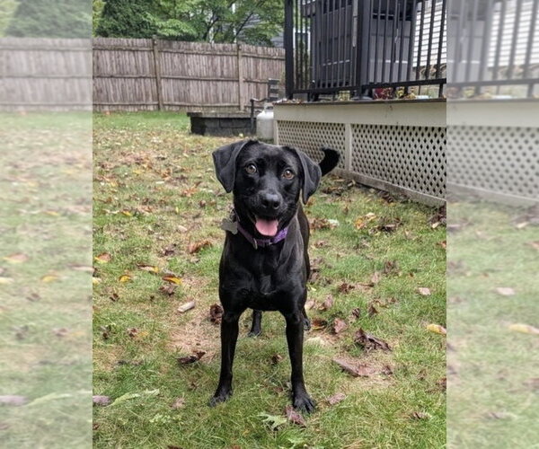 Medium Photo #1 Labrador Retriever-Unknown Mix Puppy For Sale in Boston, MA, USA