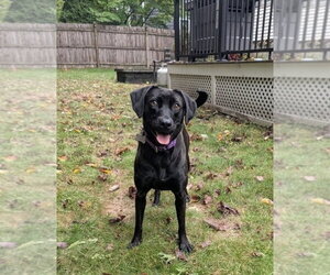 Winkle Jackson - Female Labrador Retriever-Unknown Mix Dog for Adoption