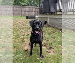 Winkle Jackson - Female Labrador Retriever-Unknown Mix Dog for Adoption - Small photo
