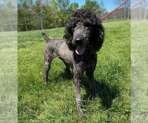 Poodle (Standard) Dogs for adoption in Pacolet, SC, USA