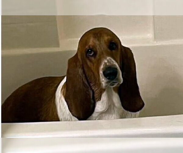 Medium Photo #3 Basset Hound Puppy For Sale in Deepwater, NJ, USA