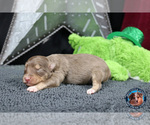 Small Photo #32 Miniature Australian Shepherd Puppy For Sale in GRANBURY, TX, USA