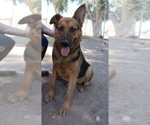 Labrador Retriever-Unknown Mix Dogs for adoption in El Centro, CA, USA