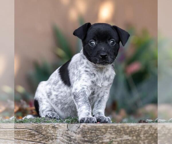 Medium Photo #2 Jack Russell Terrier-Unknown Mix Puppy For Sale in San Diego, CA, USA