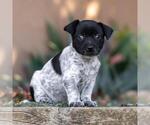 Small #1 Jack Russell Terrier Mix