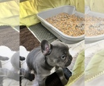 Small Photo #24 French Bulldog Puppy For Sale in TRENTON, TX, USA