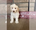 Benny - Male Portuguese Water Dog Puppy for Sale - Photo #4