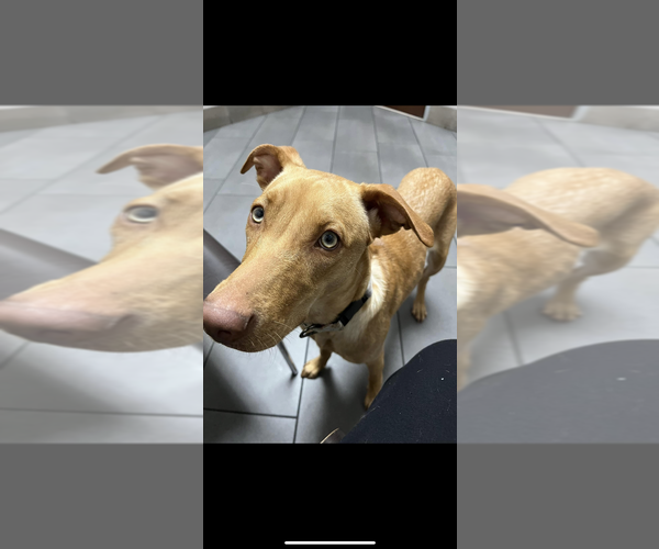 Medium Photo #3 Vizsla Puppy For Sale in FRAMINGHAM, MA, USA