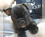 Small Photo #14 French Bulldog Puppy For Sale in MINNEAPOLIS, MN, USA
