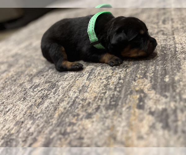 Medium Photo #10 Rottweiler Puppy For Sale in RACINE, WI, USA