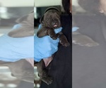 Small #3 Cane Corso