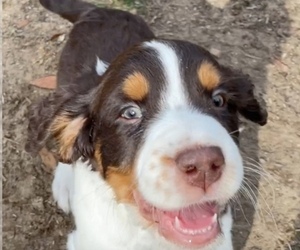 English Springer Spaniel Puppy for sale in JAMES ISLAND, SC, USA