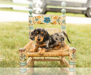 Dachshund Puppy for sale in NAPPANEE, IN, USA
