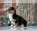 Small #2 Pembroke Welsh Corgi