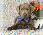 Small Photo #1 Labrador Retriever Puppy For Sale in LANCASTER, PA, USA