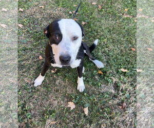 Farmer - Male American Pit Bull Terrier-Unknown Mix Dog for Adoption - Photo #7
