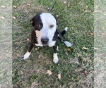 Small #6 American Pit Bull Terrier Mix