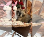 Small Photo #4 Shih Tzu Puppy For Sale in BRIDGETON, NJ, USA
