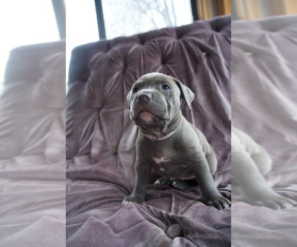 Medium Photo #3 American Pit Bull Terrier Puppy For Sale in ORANGE, NJ, USA