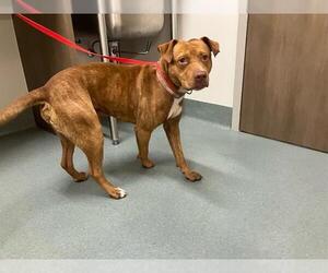 Labrador Retriever Dogs for adoption in Baytown, TX, USA