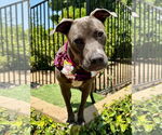 Small #2 American Pit Bull Terrier Mix