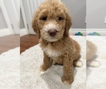 Small #8 Goldendoodle-Poodle (Standard) Mix