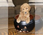 Small Photo #5 Goldendoodle Puppy For Sale in FRONTENAC, KS, USA