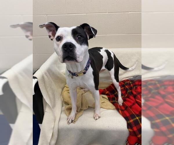 Medium Photo #1 American Pit Bull Terrier Puppy For Sale in Fort Wayne, IN, USA
